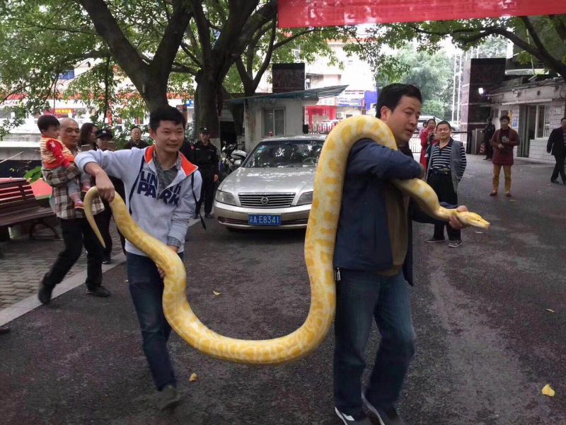 【社会民生 列表】养蛇多年达数米 市民潸然送动物园