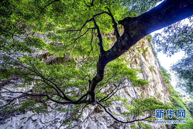 夏日地心谷 綠水青山入畫來