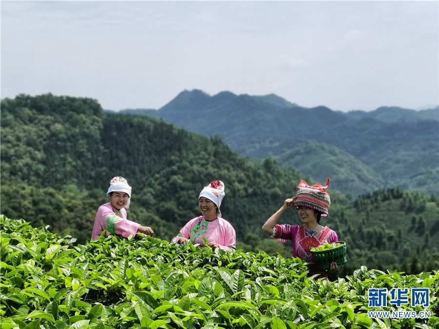 革命老区更向前 壮乡苗岭展新颜