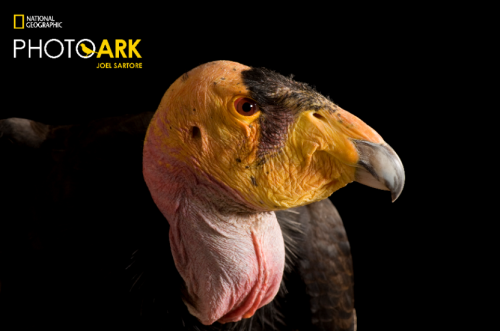 国家地理动物影像方舟Photo Ark珠海首展7月21日亮相横琴创新方