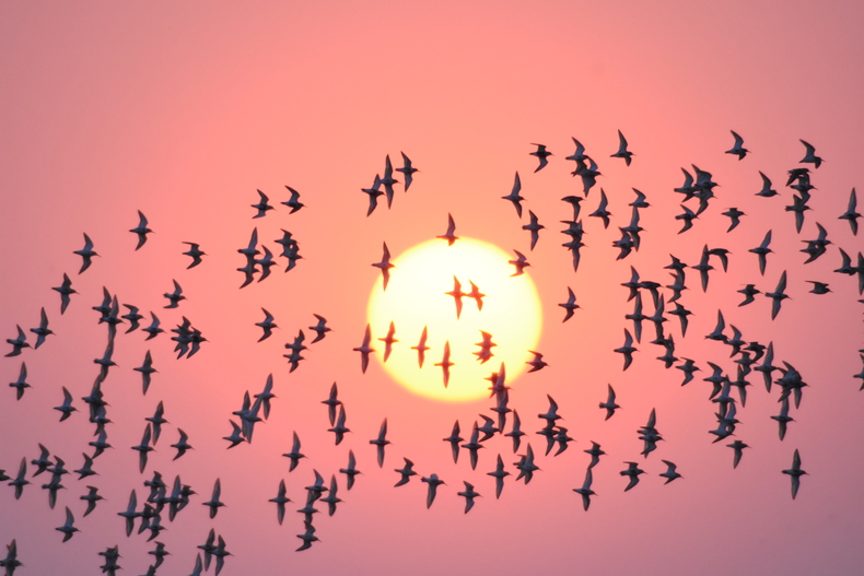 中國春季奇觀：營口數百萬隻候鳥形成“鳥浪”