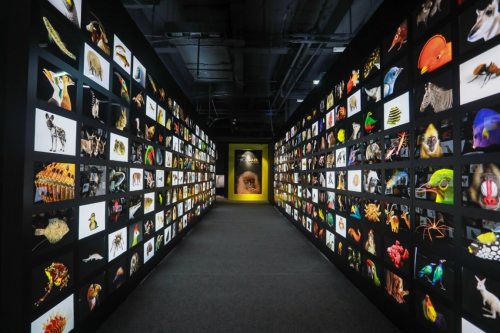 国家地理动物影像方舟Photo Ark珠海首展7月21日亮相横琴创新方