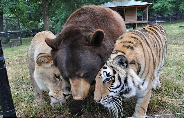 美国动物收容所狮子老虎熊相依相伴15载