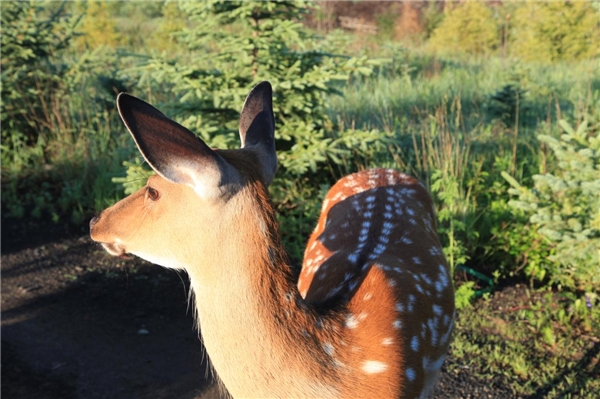 大自然的深意：火车酒店为啥这么火！