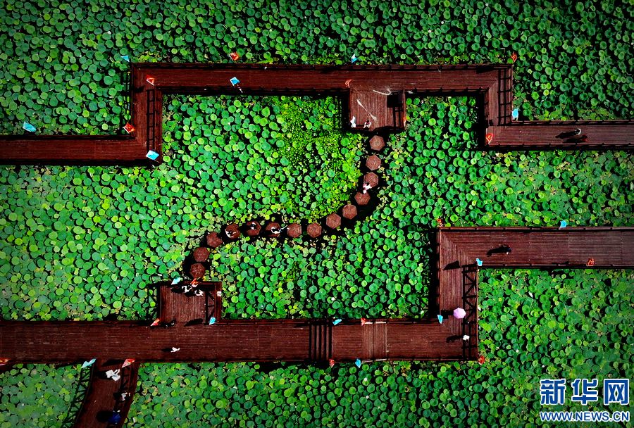 周口淮阳：为“荷”而来 情归“荷”处