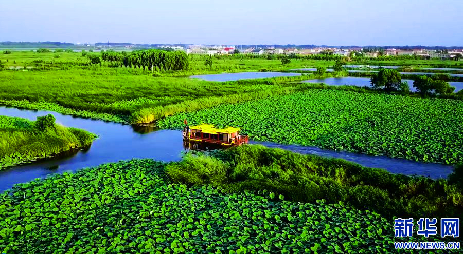 河南淮陽：為“荷”而來 情歸“荷”處