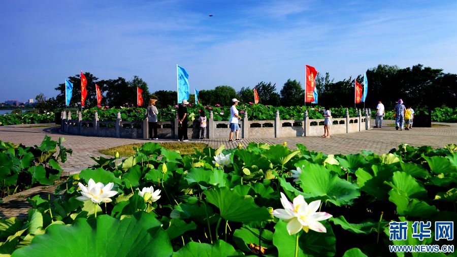 周口淮阳：为“荷”而来 情归“荷”处