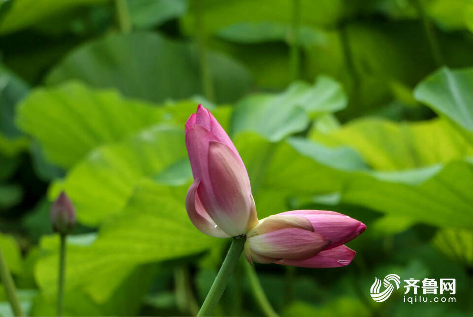 含苞、初绽、怒放……济南大明湖畔的“红人”收获泉城市民无数“打call”