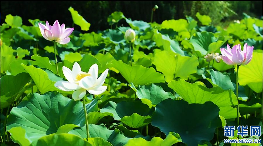 河南淮阳：为“荷”而来 情归“荷”处