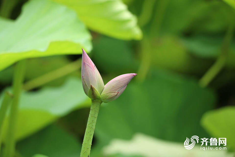 含苞、初绽、怒放……济南大明湖畔的“红人”收获泉城市民无数“打call”