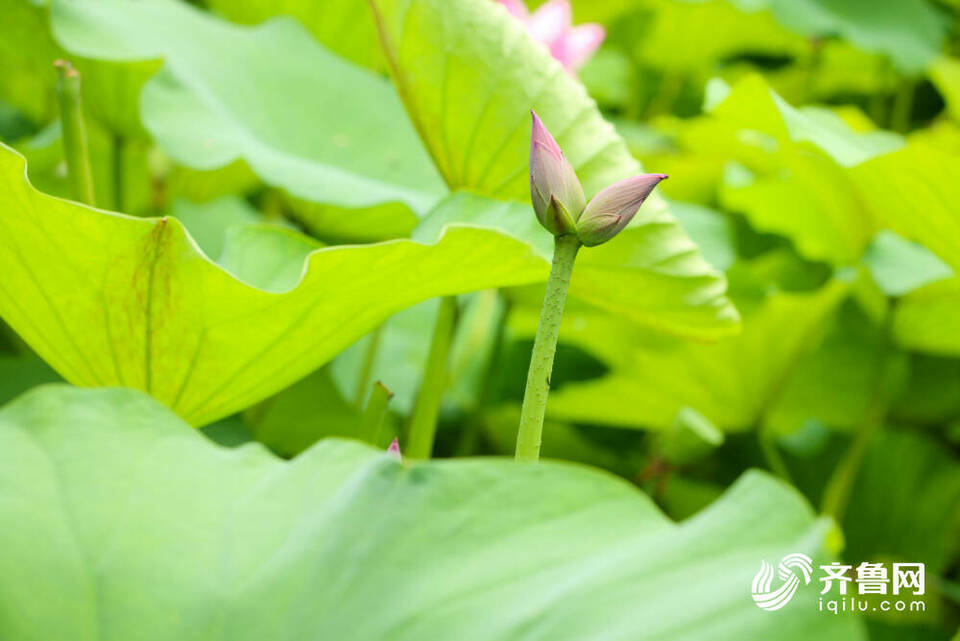 含苞、初绽、怒放……济南大明湖畔的“红人”收获泉城市民无数“打call”