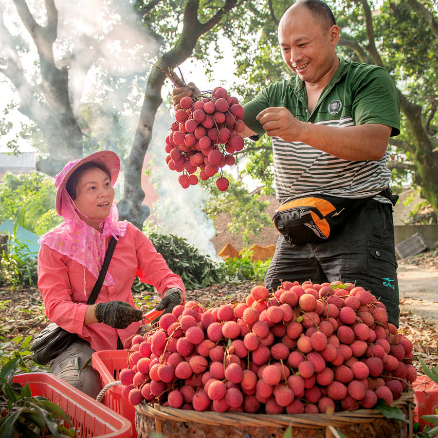 福建永春荔枝挂满枝果农丰收忙