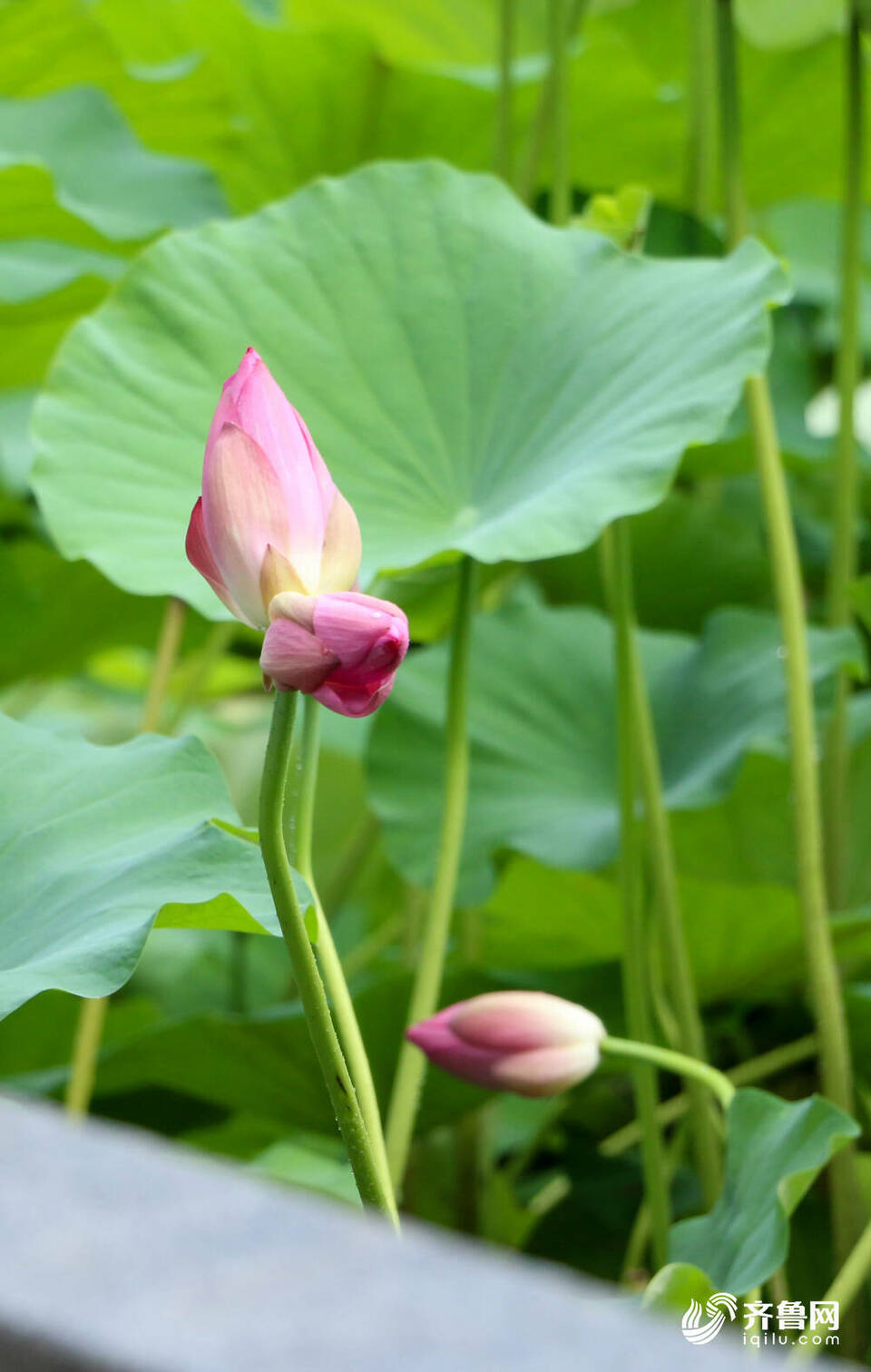 含苞、初绽、怒放……济南大明湖畔的“红人”收获泉城市民无数“打call”