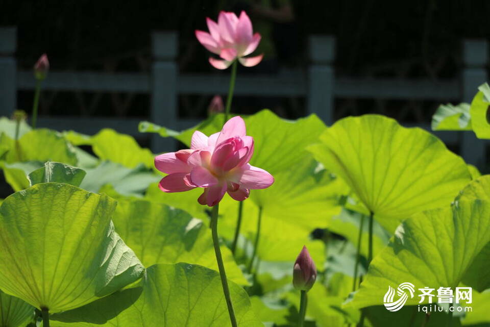 含苞、初绽、怒放……济南大明湖畔的“红人”收获泉城市民无数“打call”