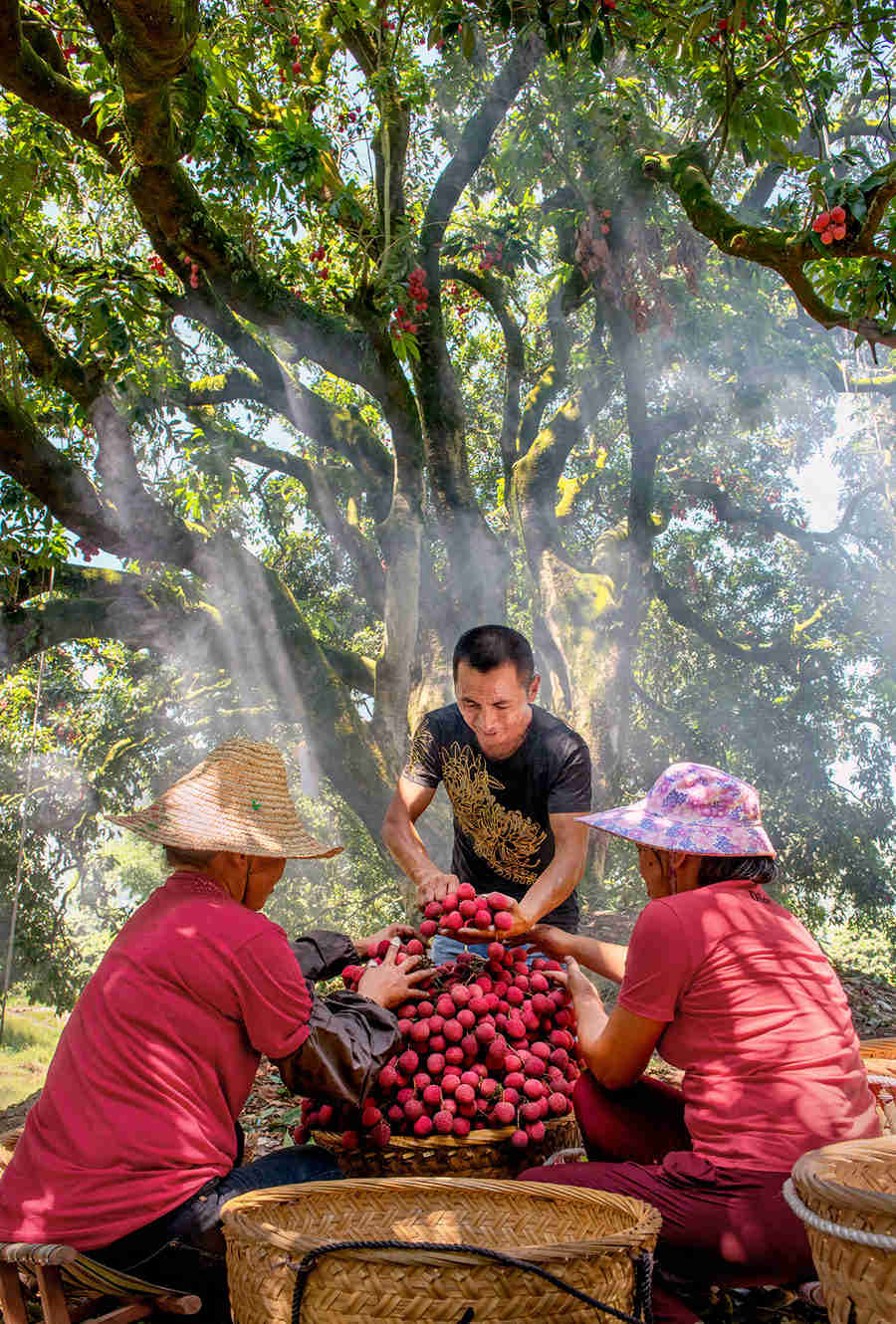 福建永春荔枝挂满枝果农丰收忙