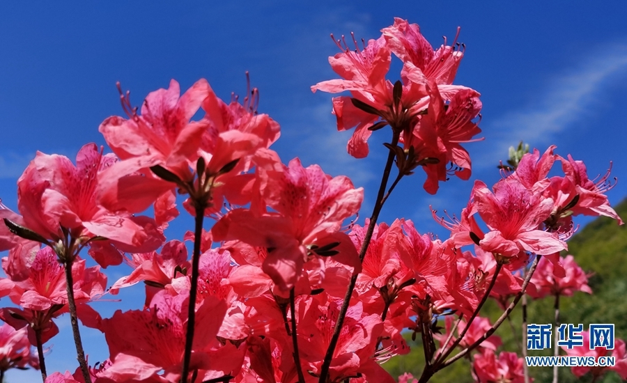 【焦点图-大图】【移动端-轮播图】杜鹃花开西泰山