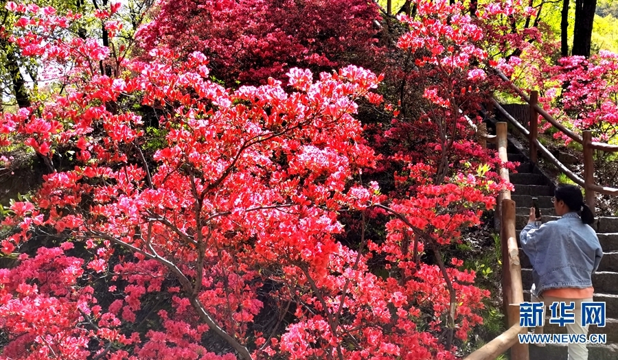 【焦点图-大图】【移动端-轮播图】杜鹃花开西泰山