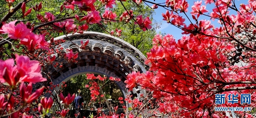 【焦点图-大图】【移动端-轮播图】杜鹃花开西泰山