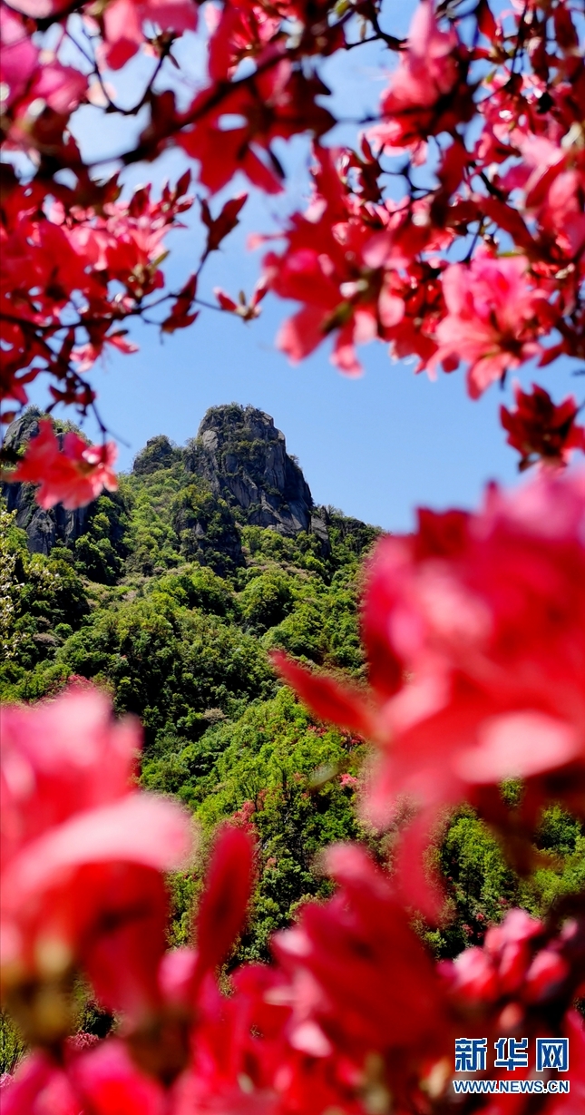 【焦点图-大图】【移动端-轮播图】杜鹃花开西泰山