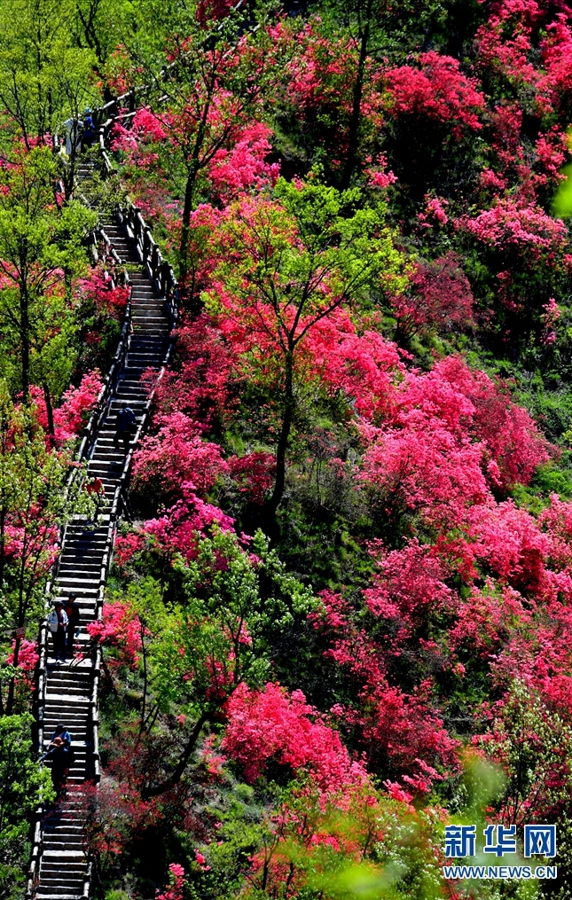 【焦点图-大图】【移动端-轮播图】杜鹃花开西泰山