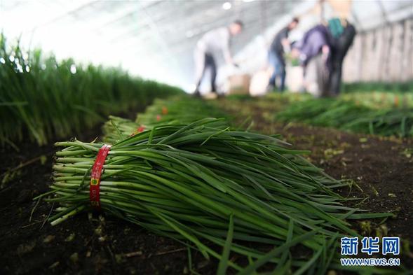”無人作業”來臨 綠色食品“當家”——黑龍江探索現代農業發展路徑
