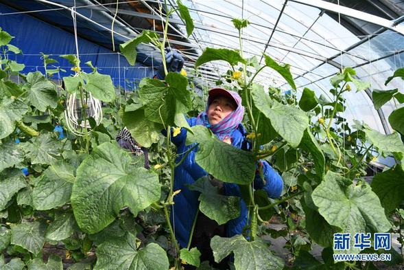 ”無人作業”來臨 綠色食品“當家”——黑龍江探索現代農業發展路徑