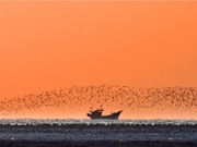 中国春季奇观：营口数百万只候鸟形成“鸟浪”