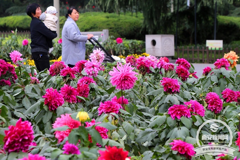 【旅游  显示图在稿件最下方】兴庆宫公园里大丽花 菊花等各种花卉花开正盛 【旅游  显示图在稿件最下方】兴庆宫公园里大丽花 菊花等各种花卉花开正盛