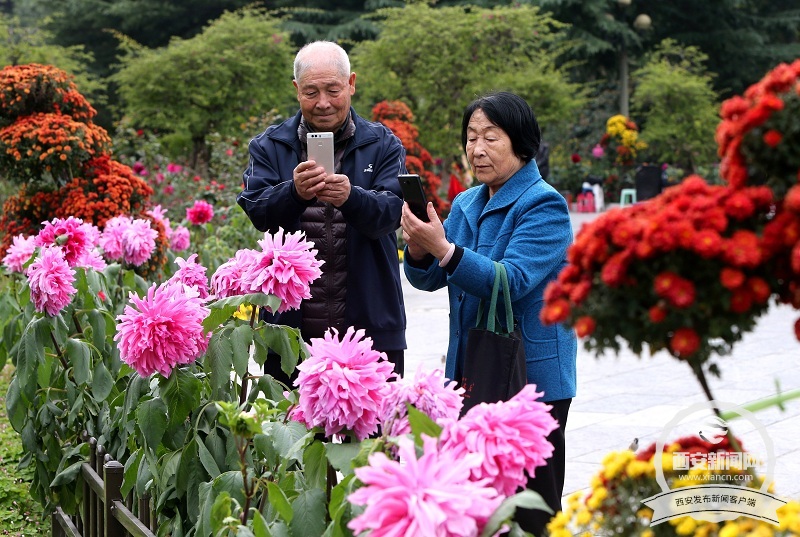 【旅游  显示图在稿件最下方】兴庆宫公园里大丽花 菊花等各种花卉花开正盛 【旅游  显示图在稿件最下方】兴庆宫公园里大丽花 菊花等各种花卉花开正盛