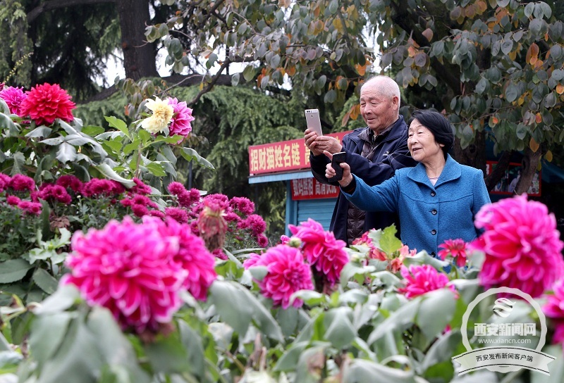 【旅游  显示图在稿件最下方】兴庆宫公园里大丽花 菊花等各种花卉花开正盛 【旅游  显示图在稿件最下方】兴庆宫公园里大丽花 菊花等各种花卉花开正盛
