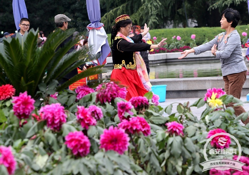 【旅游  显示图在稿件最下方】兴庆宫公园里大丽花 菊花等各种花卉花开正盛 【旅游  显示图在稿件最下方】兴庆宫公园里大丽花 菊花等各种花卉花开正盛