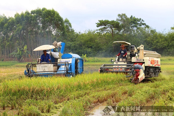 广西灵山县：水稻喜迎丰收 机收率达98%