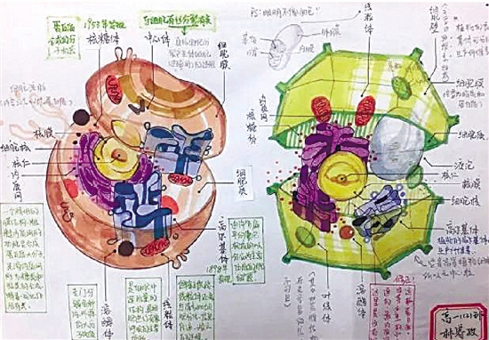 溶酶体的画法图片