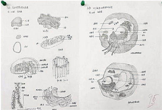 高中生手绘动植物细胞,简直以假乱真