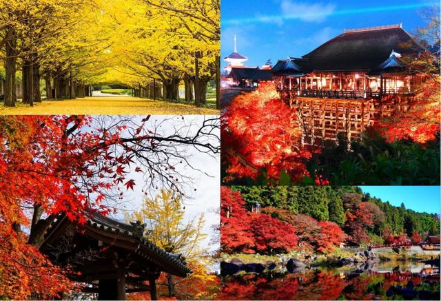 一家民宿：日本“红叶季”正当时 民宿预订热度骤升