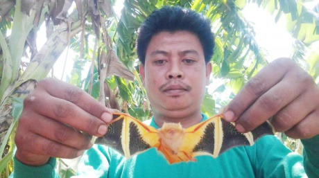 泰国香蕉园现稀有蝙蝠 色彩艳丽濒临灭绝(图)