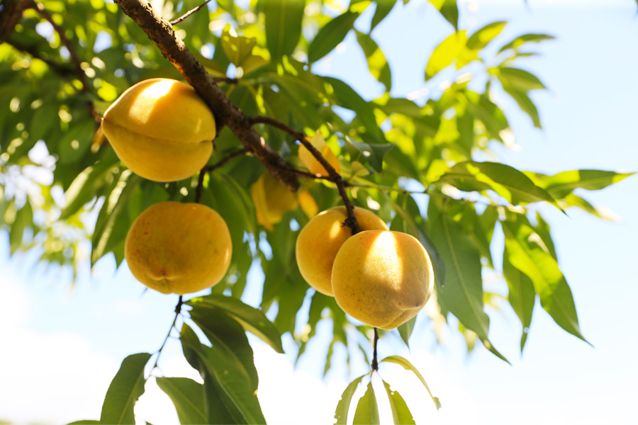 福建明溪黄桃树结出致富幸福果