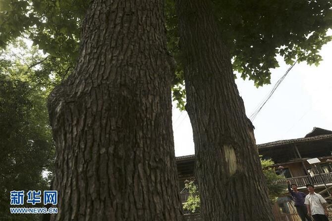 图片默认标题_fororder_gushfsmnfjlsfjlsfjliese3