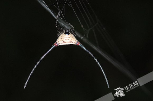 【科教 标题摘要】蜘蛛吓人又有害?误会了!重庆科学家为它正名