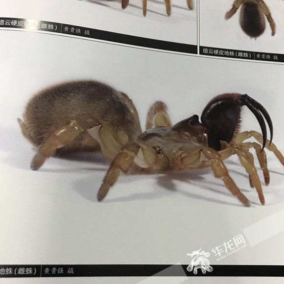 【科教 标题摘要】蜘蛛吓人又有害?误会了!重庆科学家为它正名