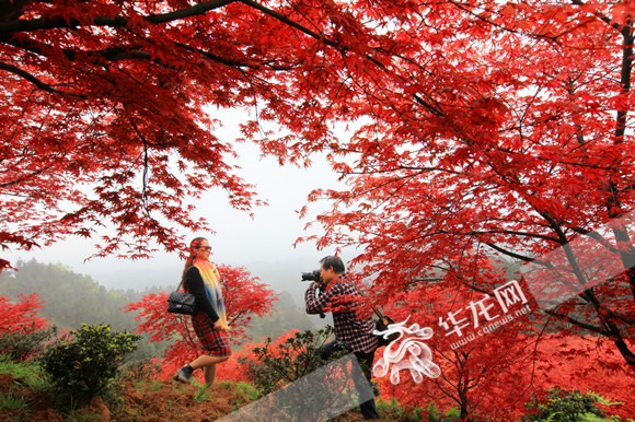 【行游巴渝 图文】去巴南丰盛赏红叶 到彩色森林觅童年