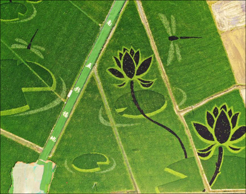 ภาพกลางทุ่งนาทิวทัศน์ตระการตาที่หมู่บ้านชนบทในมณฑลเจียงซี_fororder_210717daotianhua1