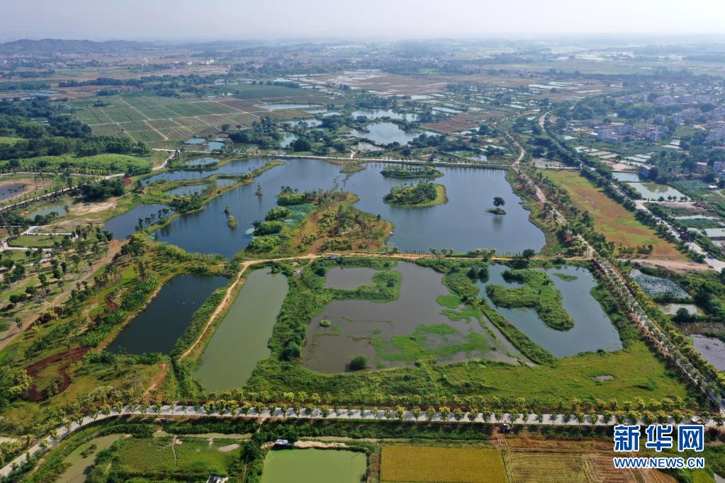 廣西賓陽：濕地公園生態美