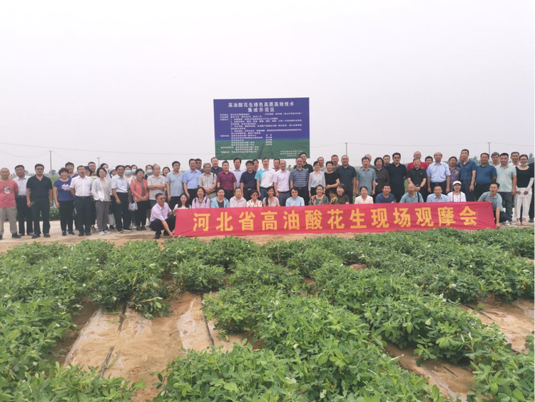 新乐市举办农业人才高油酸花生现场观摩培训会_fororder_花生