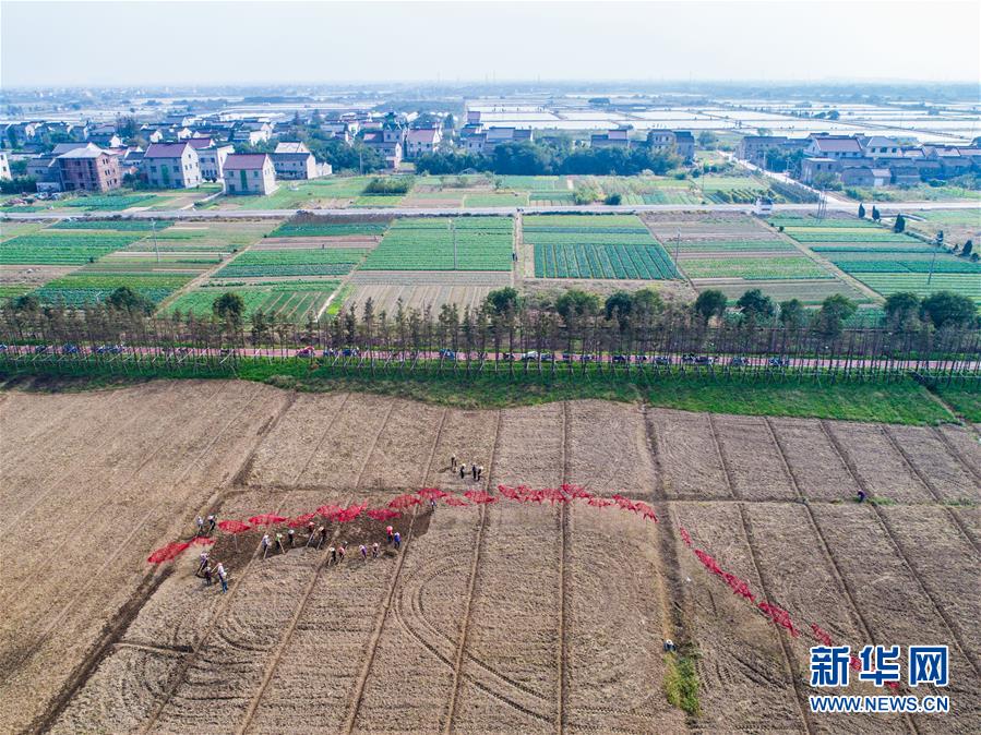 南太湖乡村“秋种春花”打造美丽田园