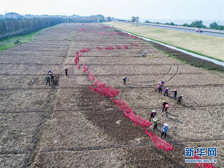 南太湖乡村“秋种春花”打造美丽田园