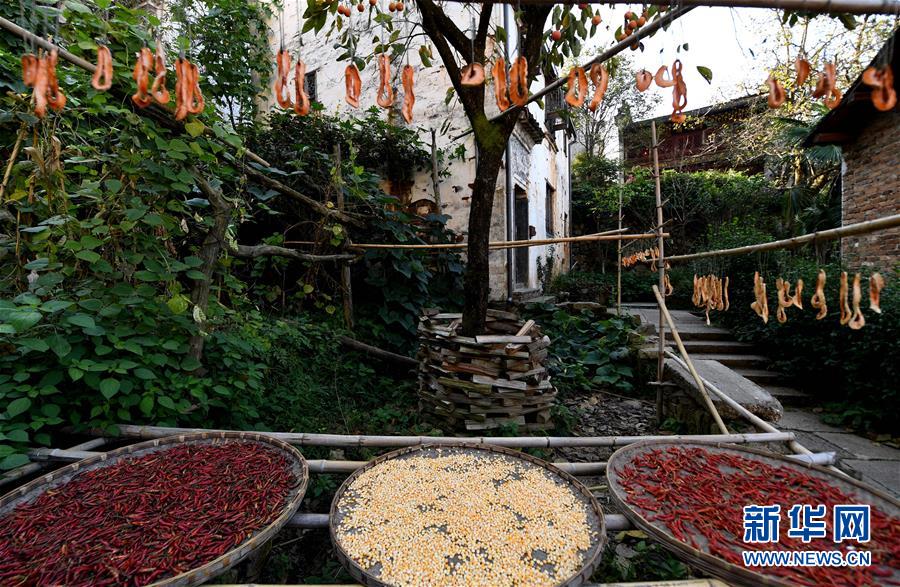 江西婺源曬秋忙 江西婺源曬秋忙