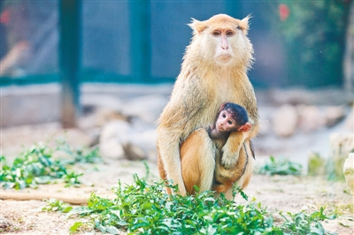 【旅游资讯-图片】郑州市动物园新添一批“萌宝”