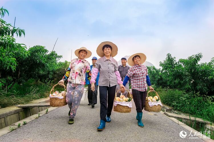 無錫陽山：水蜜桃讓桃農生活甜蜜蜜_fororder_2