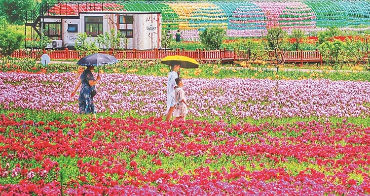 佳木斯：暢遊花海 縱享芬芳